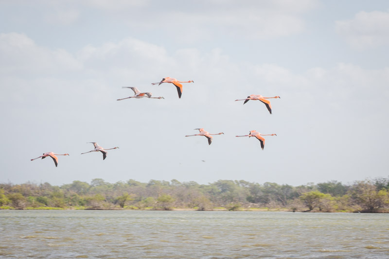 guajira camarones sff flamants roses colombie @tristanphotography