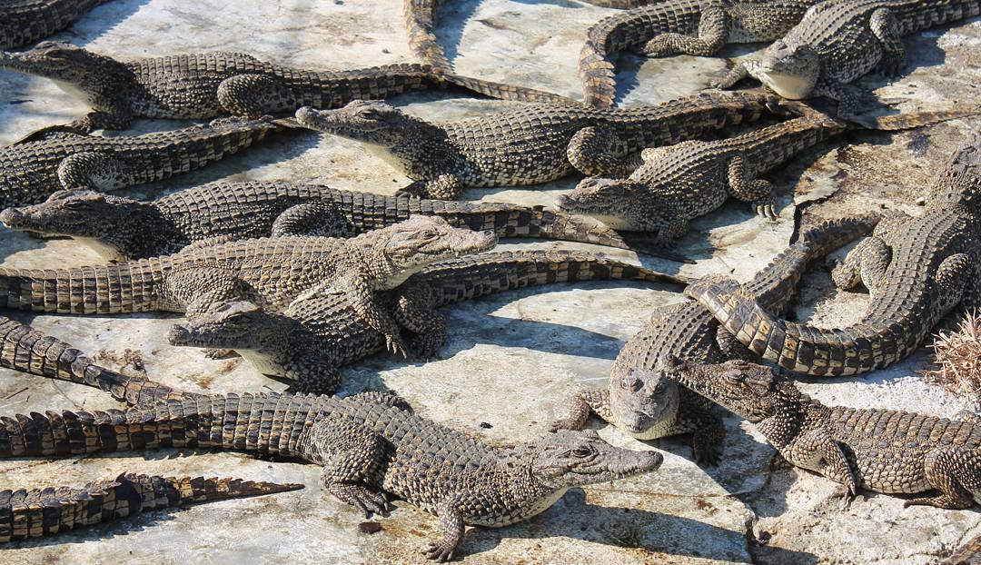 Ferme aux crocodiles Boca De Guama @romanicekra