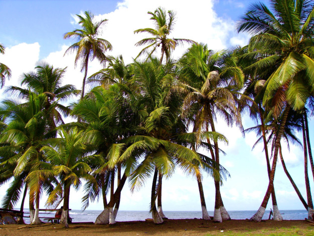 Plage tropicale avec palmiers et vue sur l'océan.