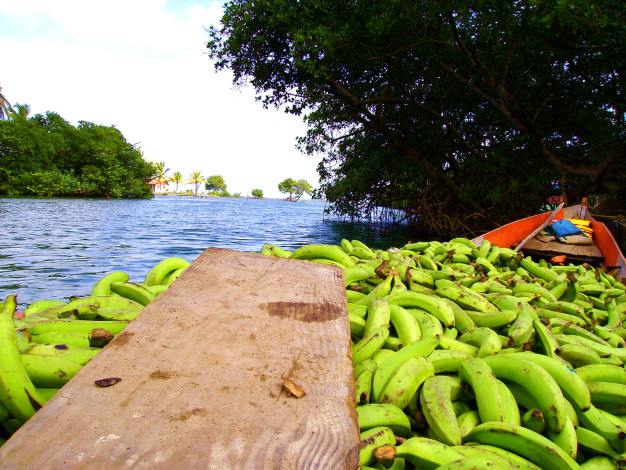 Bateau chargé de bananes sur une rivière tropicale.