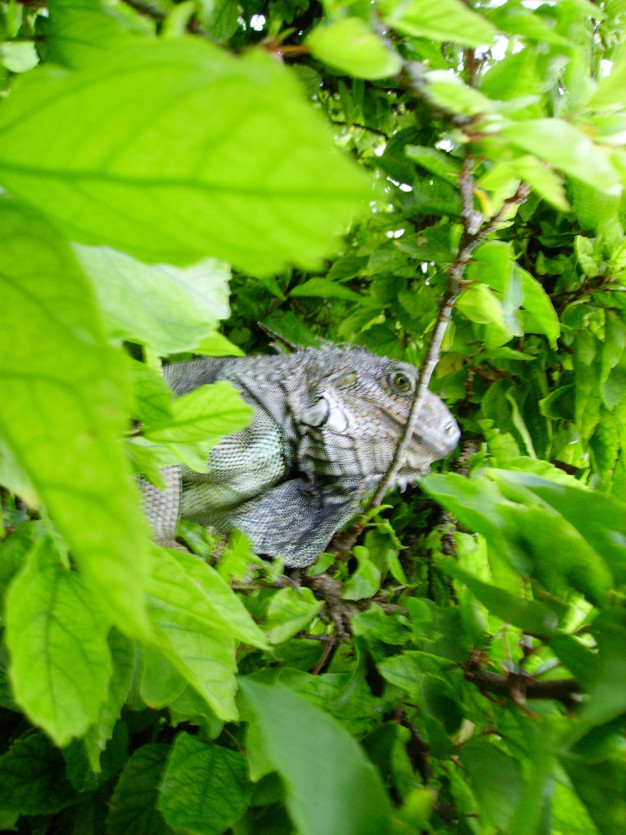 Iguane se camouflant parmi les feuilles vertes.