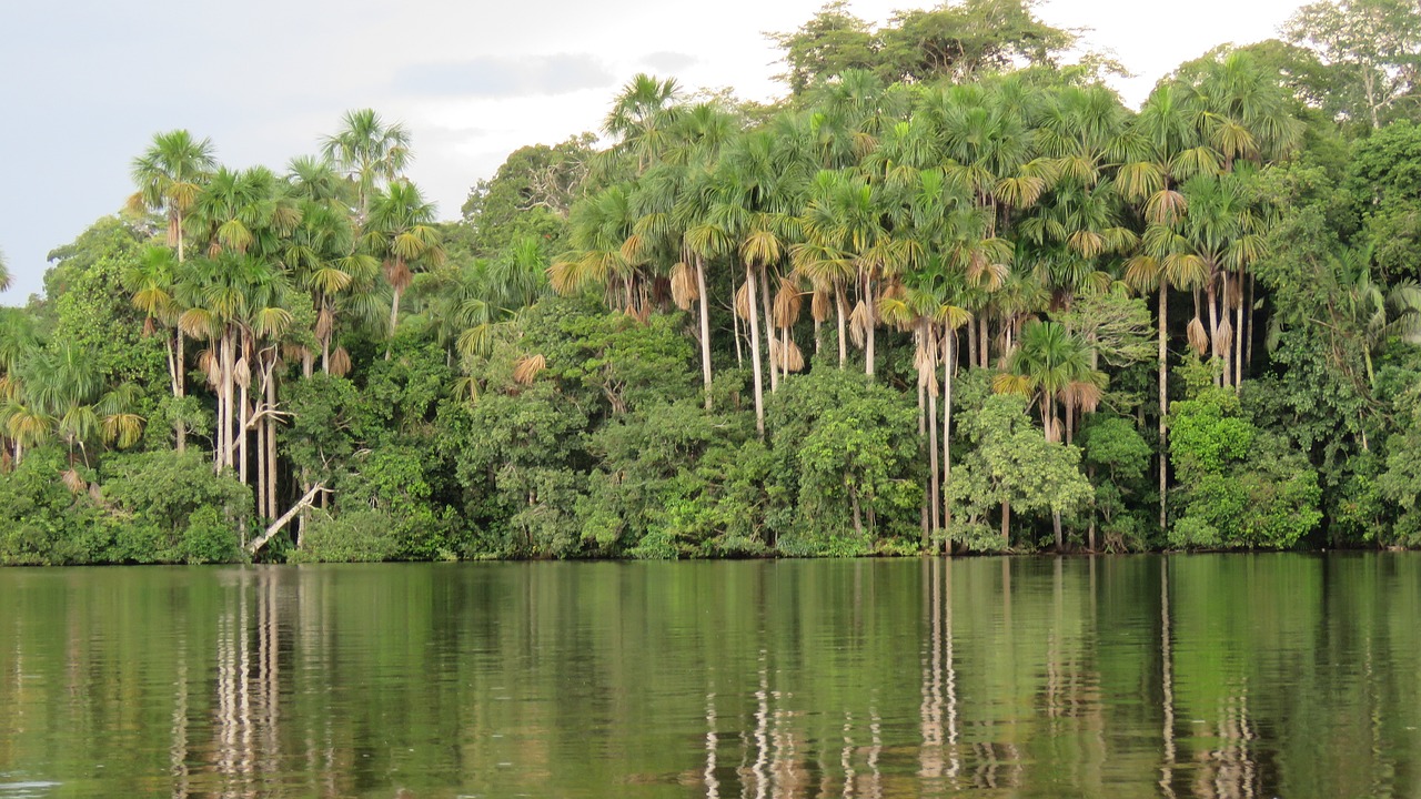 Amazon Peru jungle Free Use