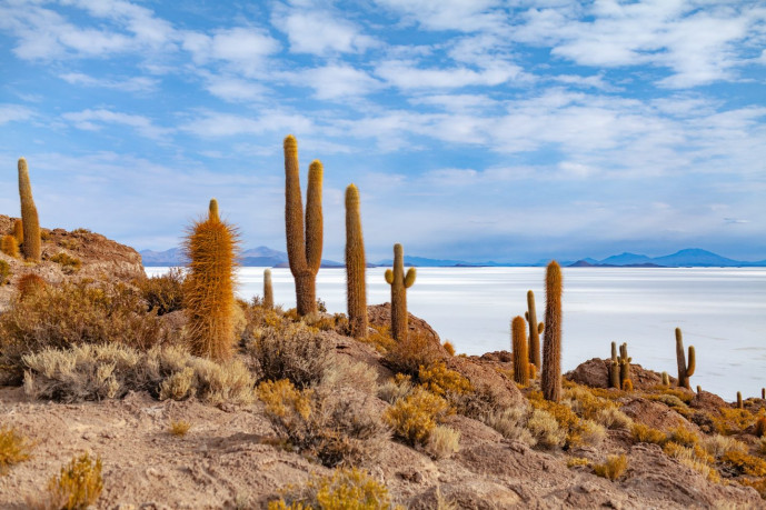 Cactus géants sur salines avec ciel bleu.