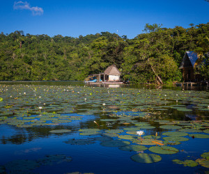 Lily pads on tranquil lake with forest huts.