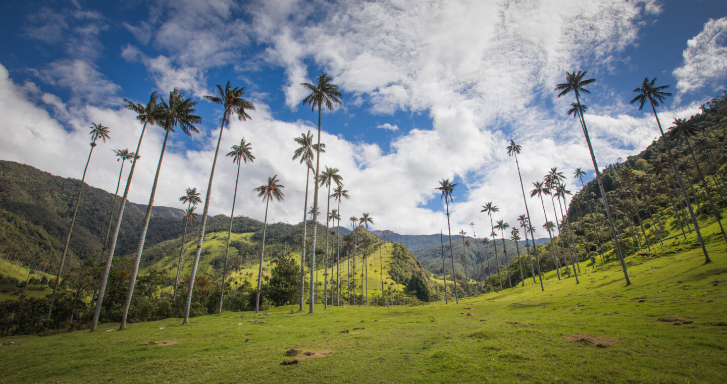 Valle de Cocora