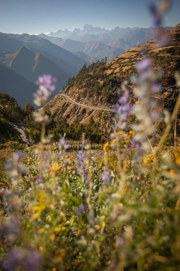 Mountain road with wildflowers in forefront, scenic backdrop.