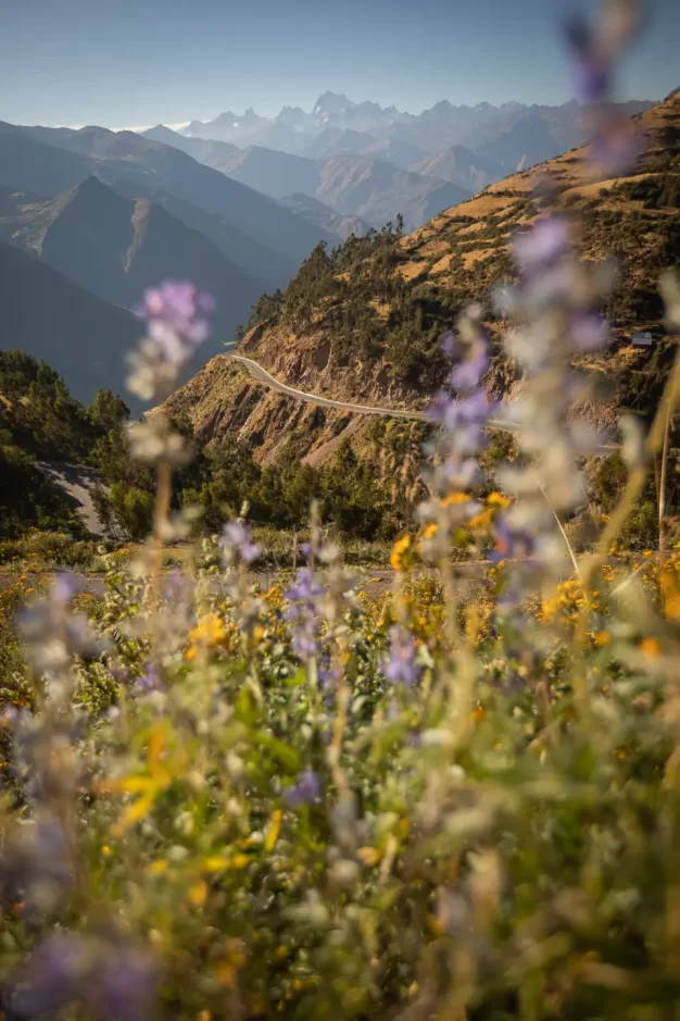 Route de montagne traversant des fleurs sauvages en fleurs, paysage pittoresque.