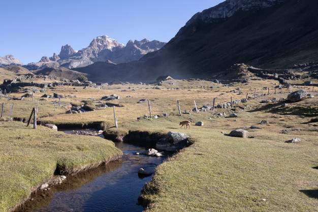 Paysage montagneux avec un ruisseau et un lama en train de paître.
