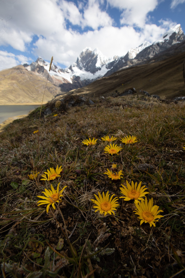 Alpine yellow flowers with towering snowy mountains behind.