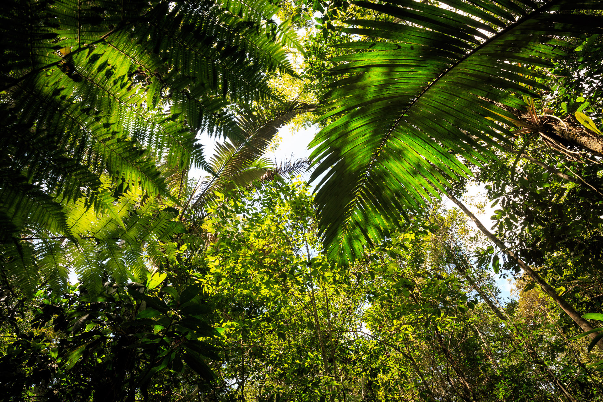 leticia selva amazonica colombia