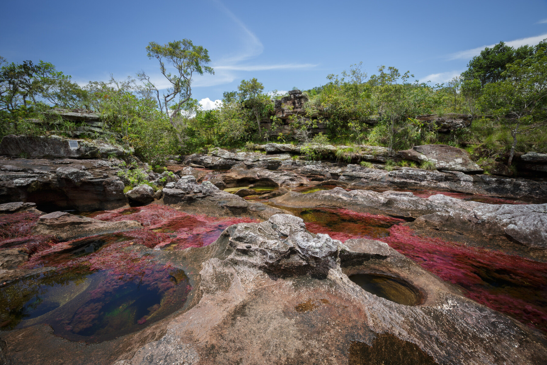 caño cristales colombia