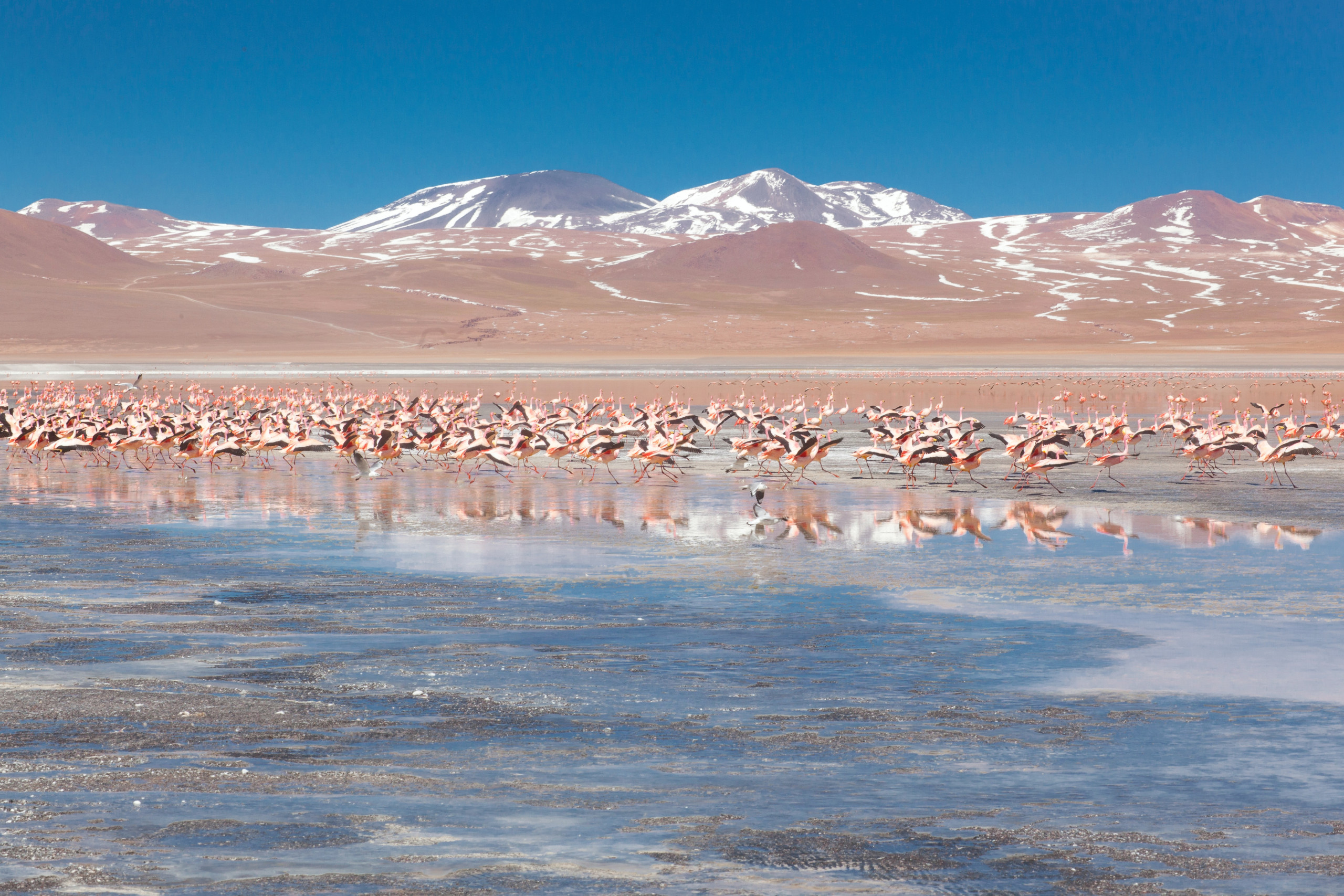 eduardo avaroa reserve bolivia © giorgia romiti free use