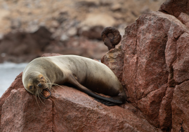 Seal resting on rocky coastline.