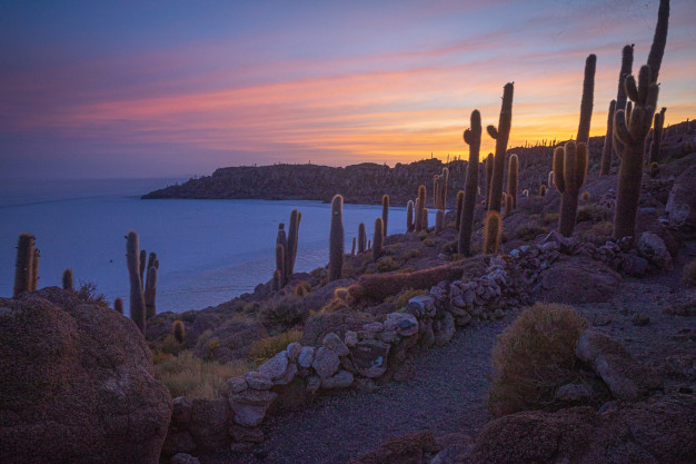 Silhouettes de cactus au coucher du soleil en bord de mer.