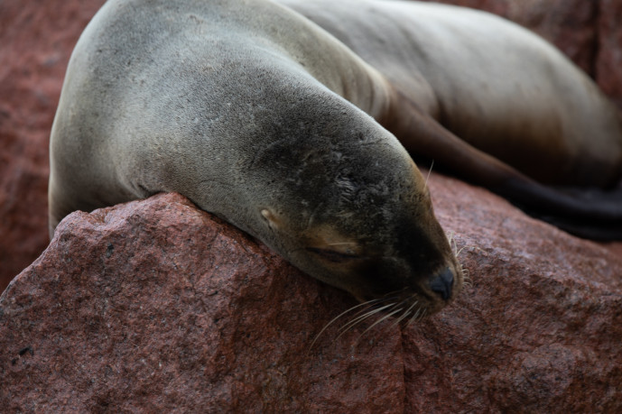 Sea lions resting on rocky surface.