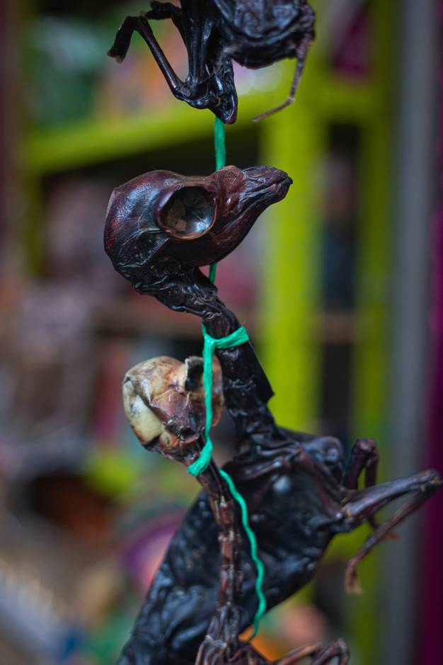 Exposition de sculptures de grenouilles colorées faites à la main.