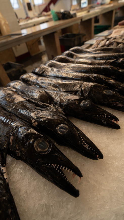 Fresh barracuda fish on ice at market.