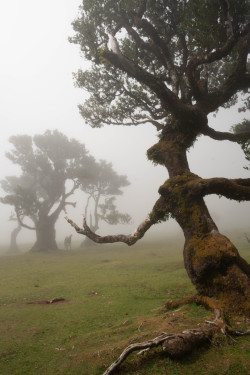 Misty forest with ancient moss-covered trees