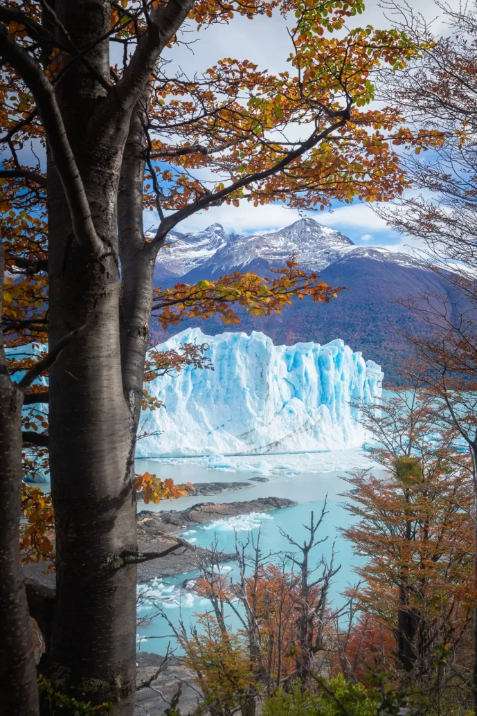 perrito moreno calafate argentina 4