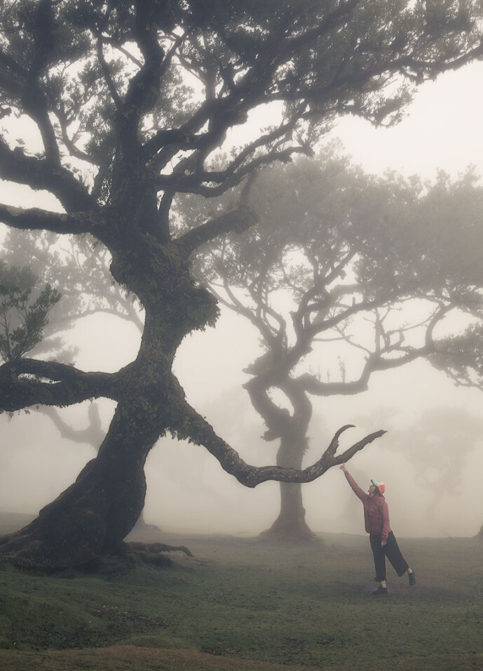 magical forest 2 fanal madeira portugal