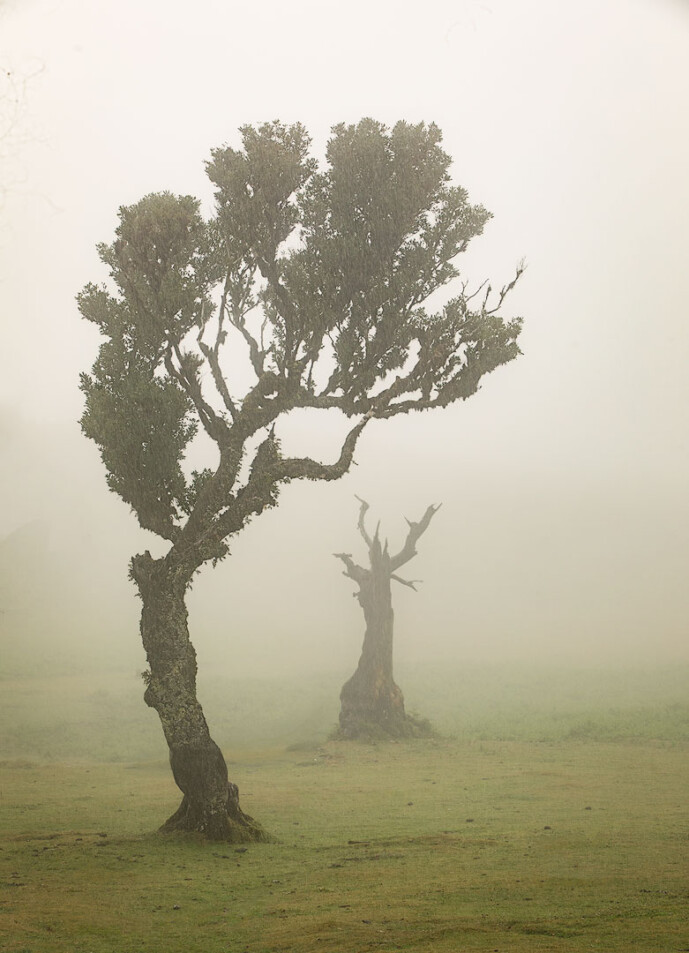 the tree