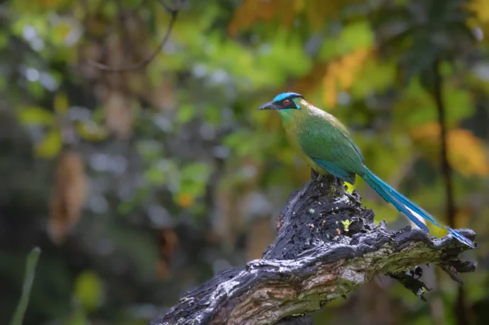baranquero cañon del combeima tolima colombia