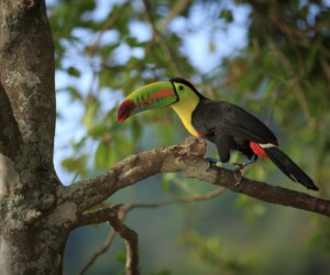 mundo nuevo minca magdalena colombia