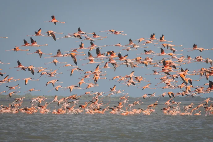 camarones sff flamingos guajira colombia