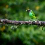Birdwatching in Colombia: In-depth Guide