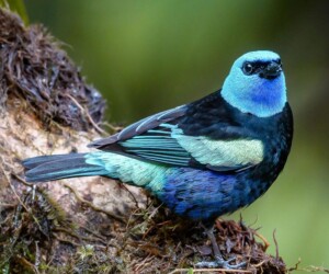 birdwatching in san felipe