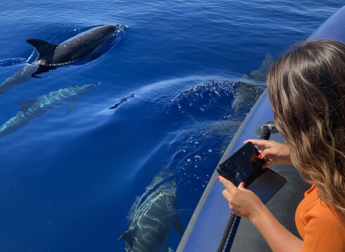 dolphin & whale watching in madeira (speed boat)