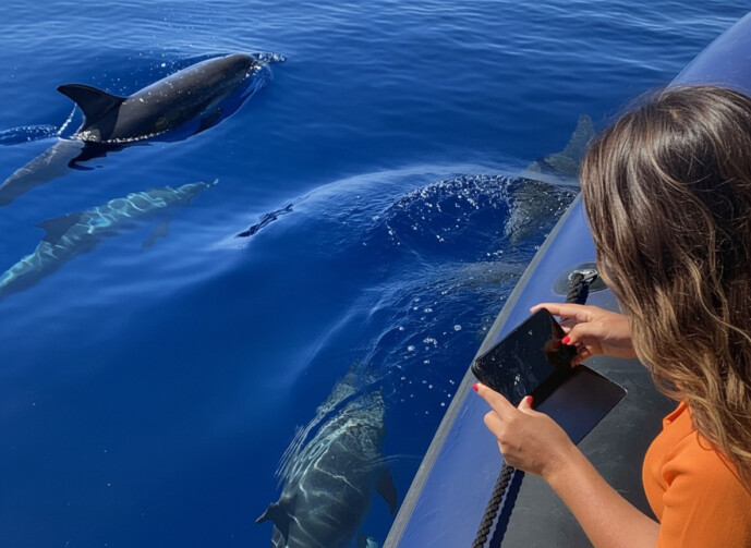 dolphin & whale watching in madeira (speed boat)