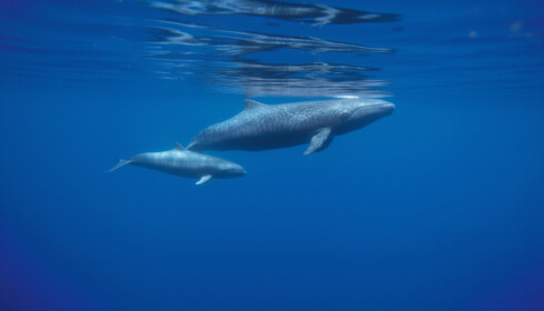 dolphin & whale watching in madeira (speed boat)