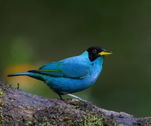 birdwatching in bosque de niebla