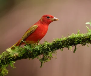 birdwatching in bosque de niebla