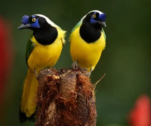birdwatching in bosque de niebla