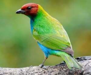 humming birds in finca la conchita