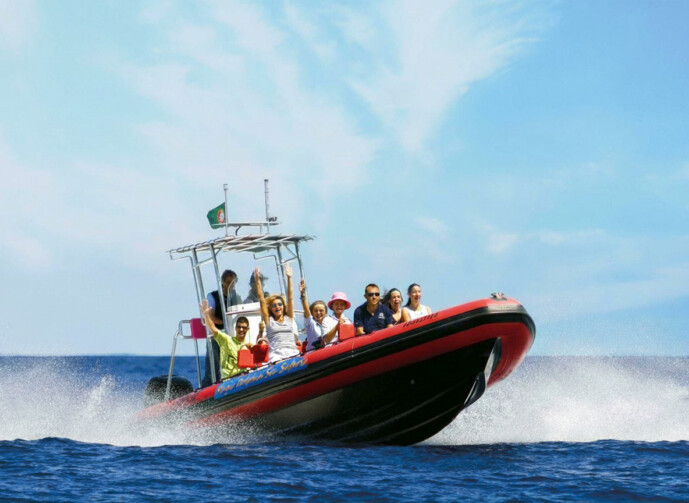 dolphin & whale watching in madeira (speed boat)