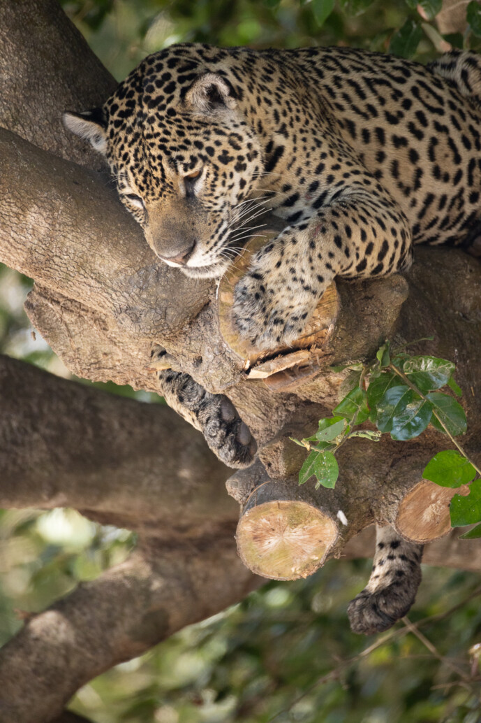 trekking, culture et faune au brésil