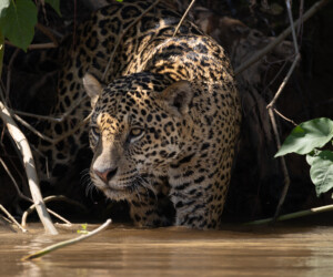 brazil trekking, culture and wildlife tour