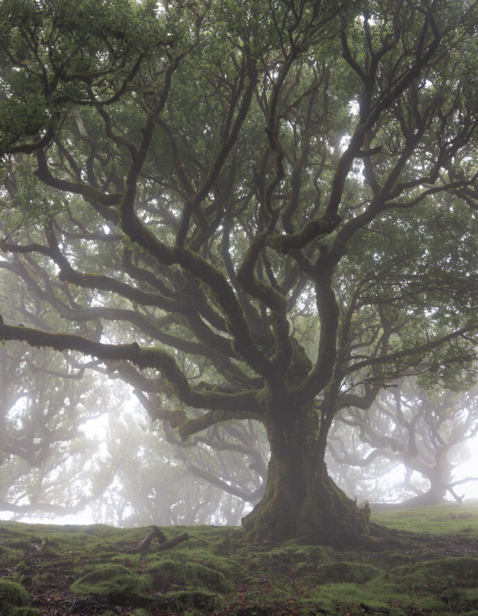 , Fanal Forest Madeira Island Portugal