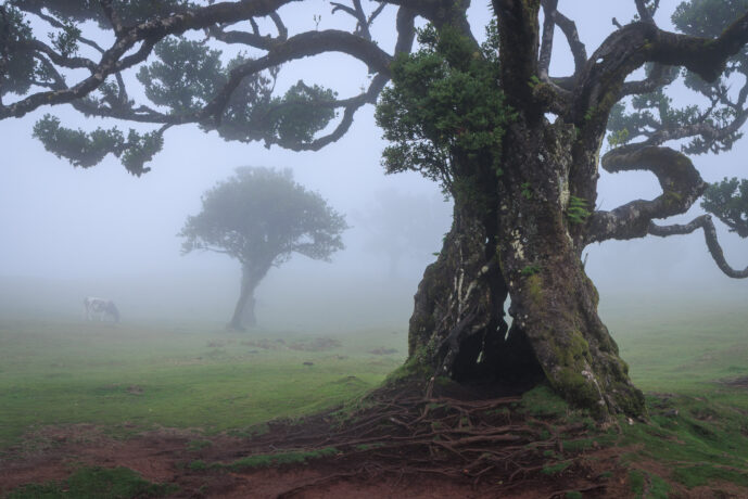 , Fanal Forest Madeira Island Portugal