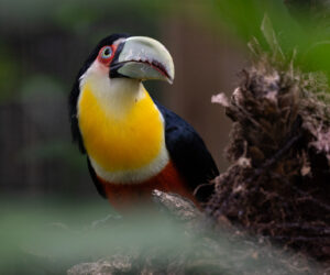 , Foz Do Iguaçu Paraná Brazil