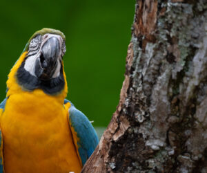 , Foz Do Iguaçu Paraná Brazil