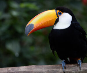 , Foz Do Iguaçu Paraná Brazil