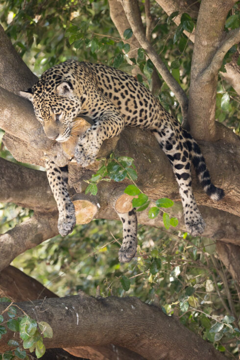 , Porto Jofre Mato Grosso Brazil