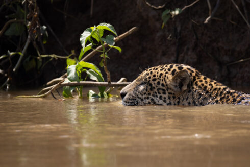 , Porto Jofre Mato Grosso Brazil