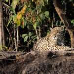 Jaguar Tracking Photo Safari Pantanal Brazil (5 Days)