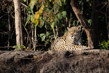 , Porto Jofre Mato Grosso Brazil