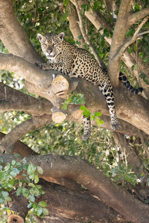 , Porto Jofre Mato Grosso Brazil